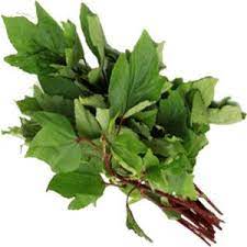 Green Fresh Gongura Leaves, for Cooking, Shelf Life : 5-7 Days
