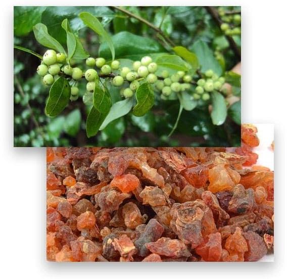 Commiphora Mukul  Extracts