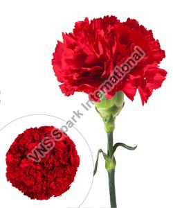 Fresh Cut Carnations Flowers, Feature : Eco Friendly, Natural Fragrance, Non Harmful