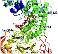 Chondroitinase Enzyme