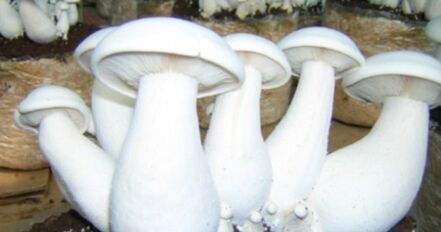 fresh milky mushroom