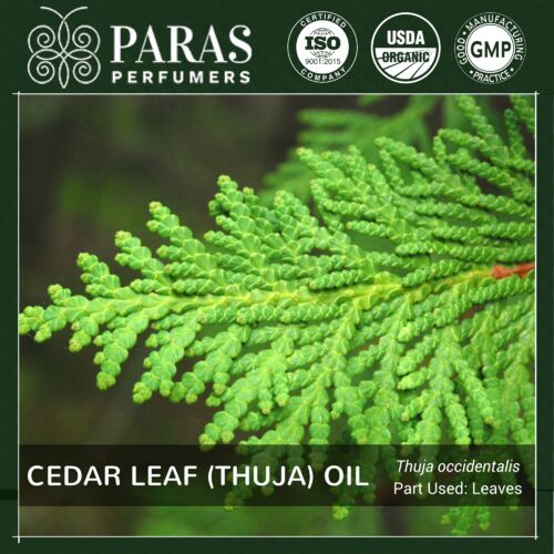 Cedar Leaf, Feature : High In Protein, Low Cholestrol, Rich In Vitamin