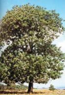 Capixingui Blossom Honey