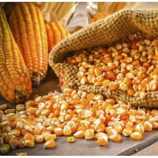 Non Gmo Yellow Maize, For Making Popcorn, Human Food, Animal Food, Human Consuption