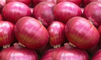 Oval Organic fresh red onion, for Human Consumption, Style : Natural