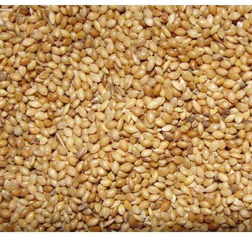 Organic Foxtail Millet Seeds, Shelf Life : 12months