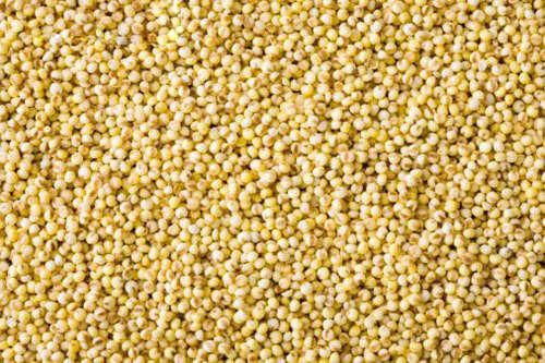 Organic Kodo Millet Seeds, Shelf Life : 12months