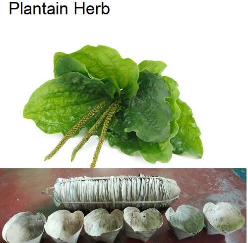 Mehwer Common Plantain Herb, for Medicinal