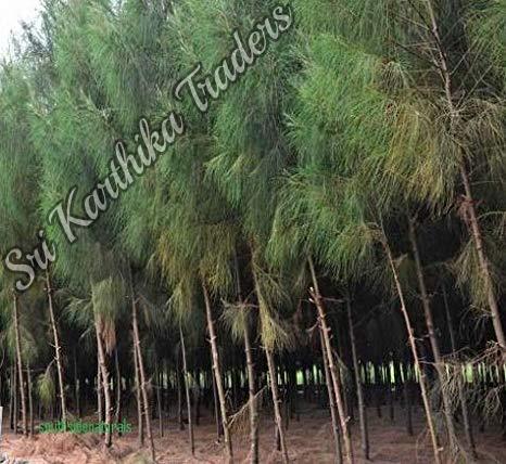 Casuarina Wood