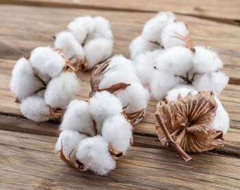 Raw cotton, for Textile Industry, Pattern : Plain