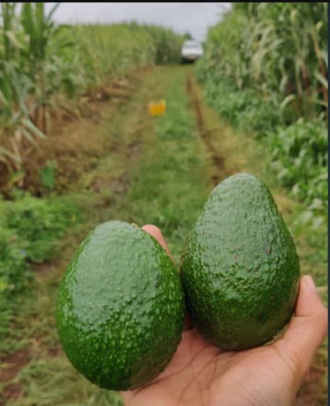 Organic avocado, for Medicine, Cooking, Juice, Packaging Size : 20kg