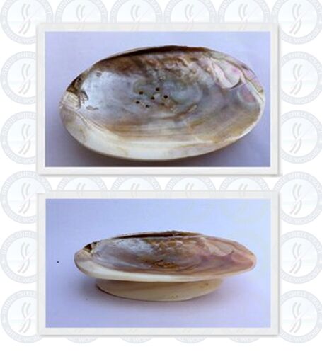 Seashell China Clay Soap Dish