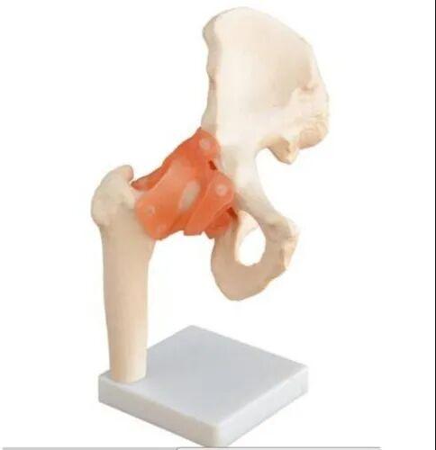 Hip Joint Model