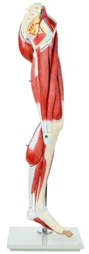 PVC Human Leg Model, for School, Science Laboratory, Feature : Durable, Light Weight