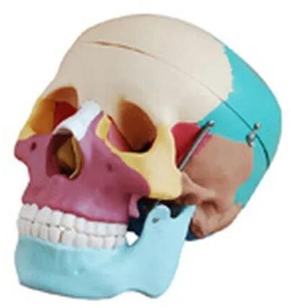 Human Skull Model