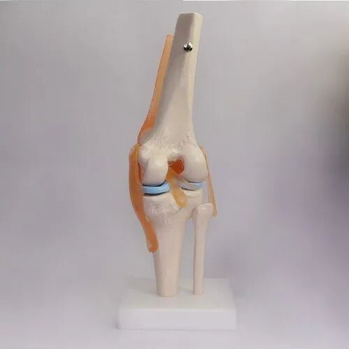 Medilab PVC Knee Joint Model, for Medical Institute, Nursing Institute, School, Size : 12x12x33cm