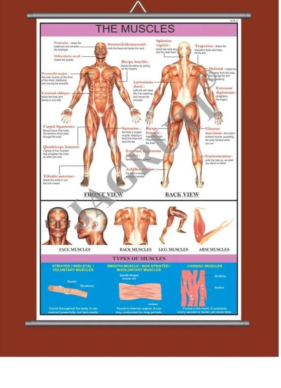 PVC Human Physiology Charts