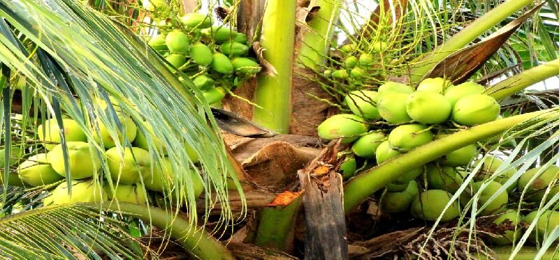 fresh tender coconut