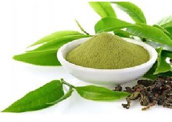 green tea extract