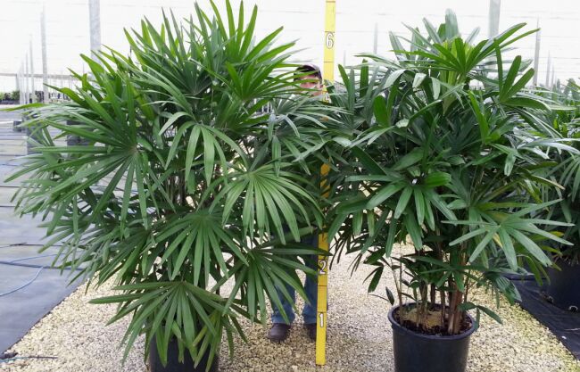 Rafix Palm Plant