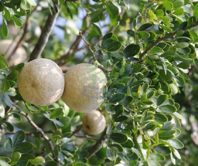 Natural Fresh Bael Fruit, for Human Consumption