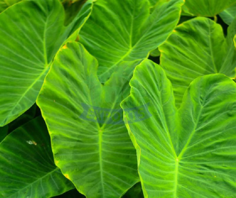 Fresh Colocasia Leaves, for Cooking