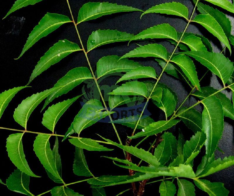 Fresh Curry Leaves