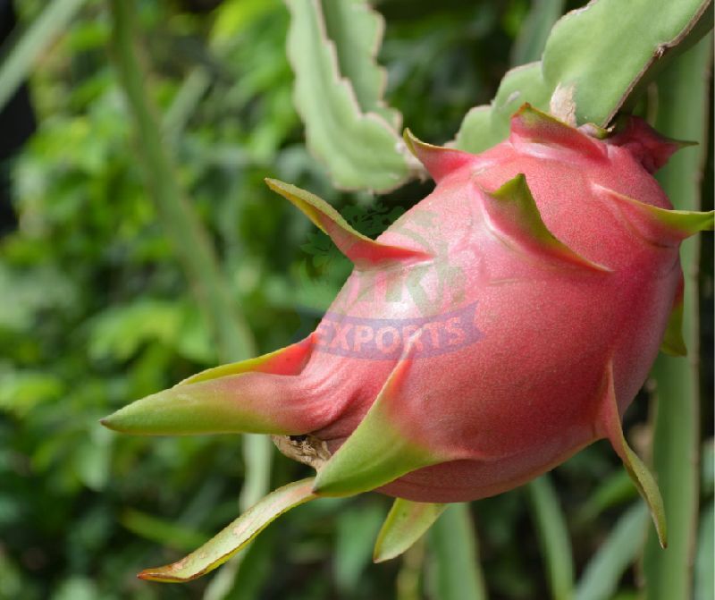 Organic Fresh Dragon Fruit, for Human Consumption