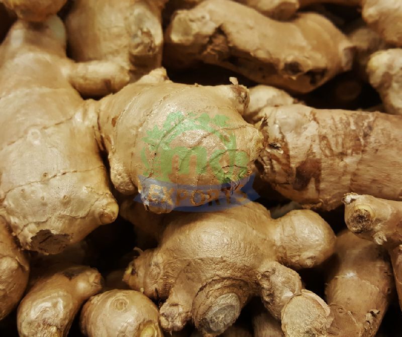 Natural Fresh Ginger, for Cooking, Cosmetic Products, Feature : Hygienically Packed