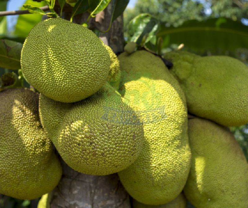Natural Fresh Jackfruit, for Human Consumption
