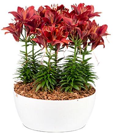 Harshdeep India Polypropylene  Geneva Indoor planter, Size : 32 X 13 inch