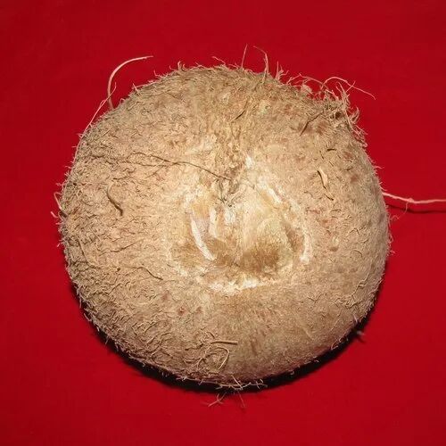 Semi Husked One Eye Coconut, Packaging Size : 1kg