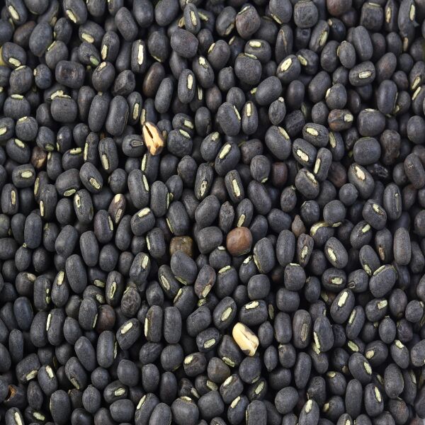 Fresh Black Gram, for Cooking, Feature : Healthy To Eat, Highly Hygienic, Nutritious