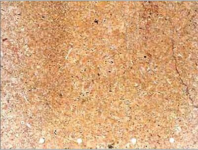 Amarillo Coral Granite Slab