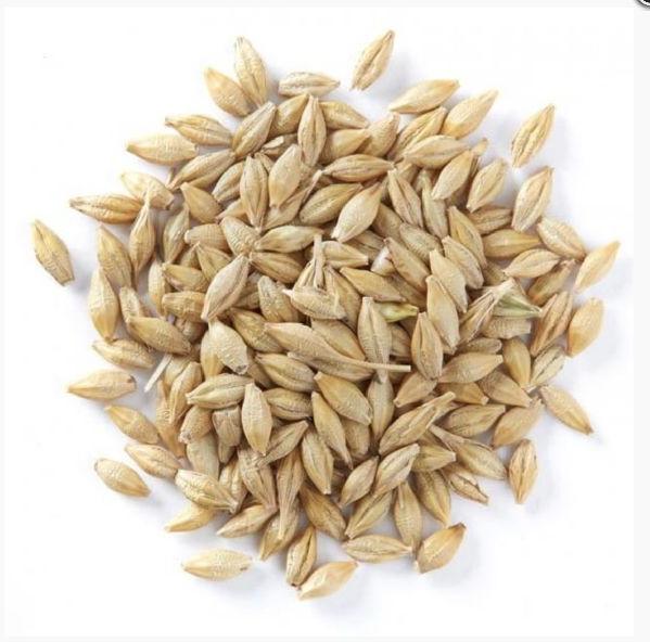 Organic barley seeds, Packaging Type : Pp Bag