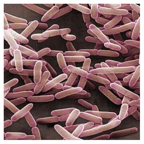 Bacillus Subtilis, Shelf Life : 24 Month