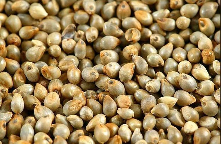 Marwadi Bajra Seeds