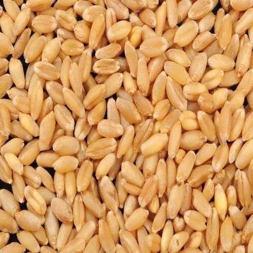 MP Sharbati Wheat Seeds, for Agriculture, Packaging Type : Packet