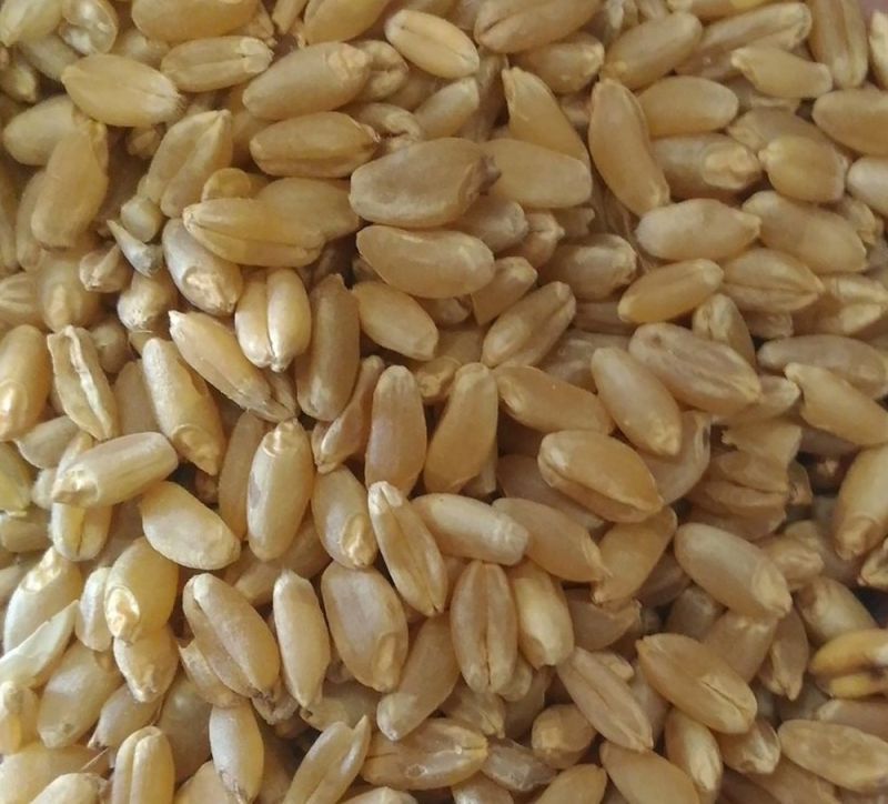 Organic Sharbati Wheat Seeds, for Roti, Khakhara, Chapati, Feature : Purity, Non Harmul, Hybrid