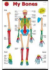 Human Body Bone Chart