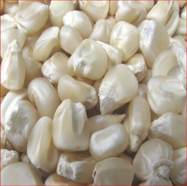 White and YELLOW CORNS YELLOW MAIZE FEED CATTLE FEED MAIZE