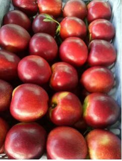 Fresh Sweet Nectarine
