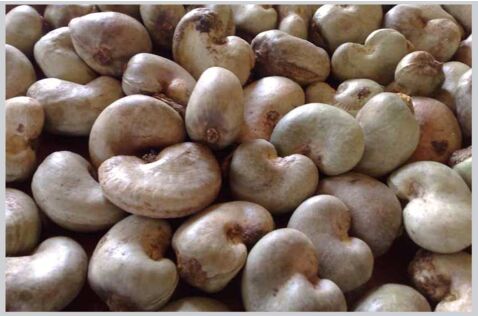 Raw Cashew Nuts