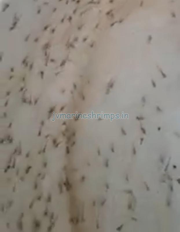 White Natural Scampi Shrimp Seeds, for Aquaculture, Purity : 100%
