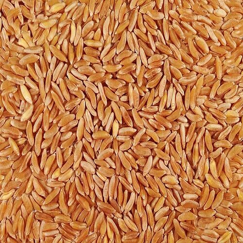 organic wheat