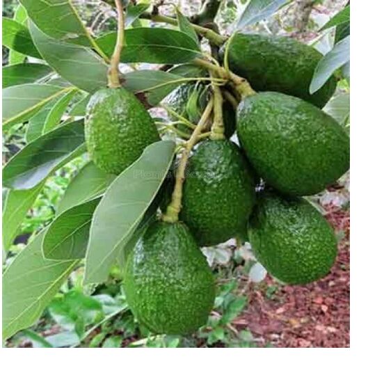 Green Avocado Fruit Plant, for Garden, Packaging Type : Poly Bag