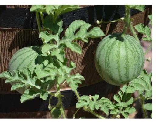 Watermelon Fruit Plant, for Garden, Variety : Sugar Queen