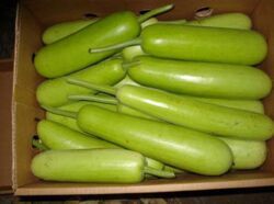 Bottle Gourd