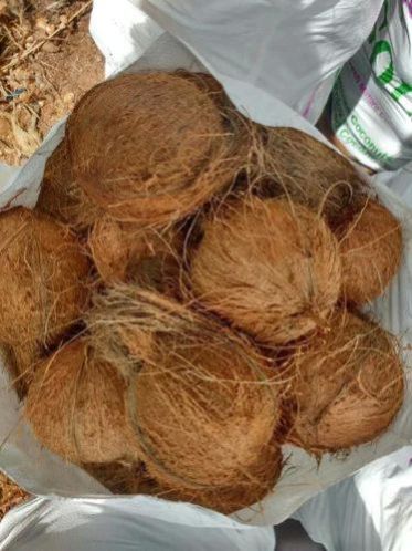 Brown Fresh Coconut In Bag