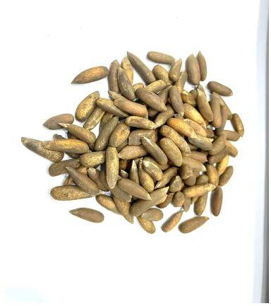 Chilgoze Pine Nuts